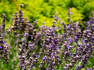 English lavender flowers. Garden, purple, botanical.