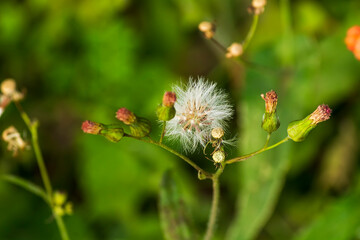 Dente de Leão IMG_7952