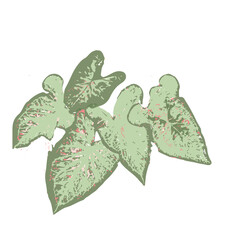 Caladium or Angle Wings. A  Garden   Leaves is unique, ornamental, decoratives leave for garden and indoor. Bold shape, Fine Texture & Brilliant color.