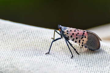 Closeup shot of a Lanternfly with blurred background