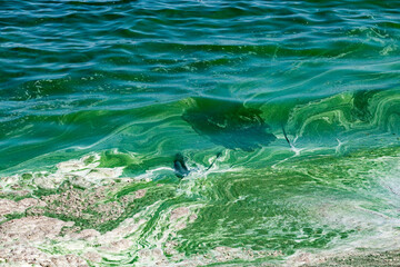 Algal bloom in water of Dnieper river in Ukraine. Green color of water caused by a rapid increase or accumulation of algae. Ecological disaster. Water pollution. Natural green abstract background