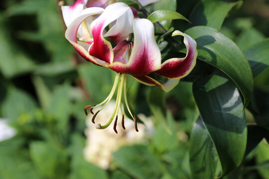 Close-up shot of a beautiful Lilium cernuum flower isolated on a green background.