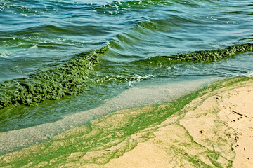 Algal bloom in water of Dnieper river in Ukraine. Green color of water caused by a rapid increase or accumulation of algae. Ecological disaster. Water pollution. Natural green abstract background