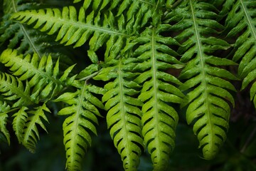 Chain fern details. Green and nature background.