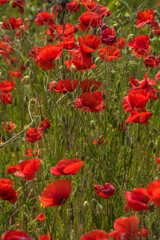 red poppies among the green grass in the summer