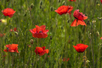 Fototapeta na wymiar red poppies among the green grass in the summer