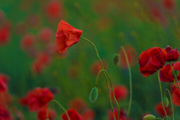 Obraz premium red poppies close-up in a field in summer among the green grass