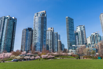 Fototapeta na wymiar David Lam Park in springtime season. Skyscrapers and Cherry blossoms. Cherry trees flowers in full bloom. Vancouver, BC, Canada. March 31 2021