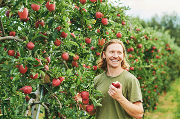 Outdoor portrait of handsome young man harvesting apples in fruit orchard