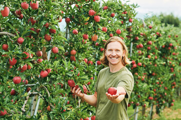 Outdoor portrait of handsome young man harvesting apples in fruit orchard