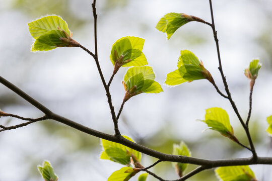 young leaves of a beech tree