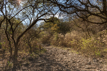 trees in the forest