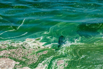 Algal bloom in water of Dnieper river in Ukraine. Green color of water caused by a rapid increase or accumulation of algae. Ecological disaster. Water pollution. Natural green abstract background