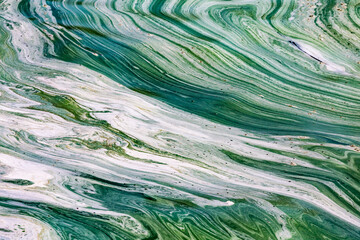 Algal bloom in water of Dnieper river in Ukraine. Green color of water caused by a rapid increase or accumulation of algae. Ecological disaster. Water pollution. Natural green abstract background