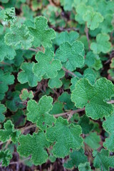 Rubus calycinoides Kuntze is a flowering plant in the rose family Rosaceae native to tropical...