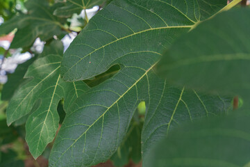 Close-up of green fig leaves on blurred background