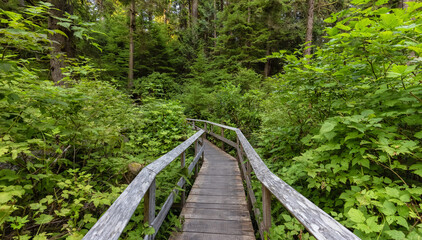 Hiking Path to Sandcut Beach in the Vibrant Rainforest and colorful green trees. Located near Victoria, Vancouver Island, British Columbia, Canada.