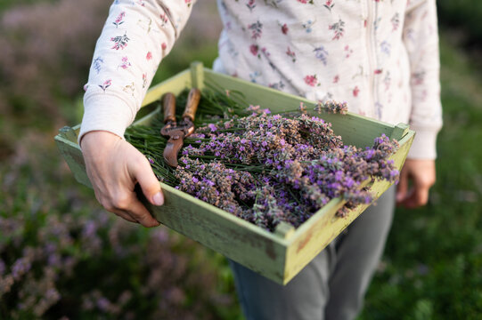 Woman holding just picked lavender during sunrise