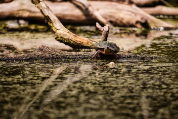 turtle