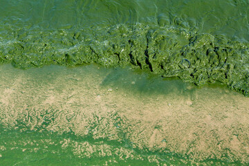 Algal bloom in water of Dnieper river in Ukraine. Green color of water caused by a rapid increase or accumulation of algae. Ecological disaster.