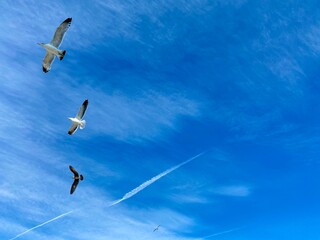 Seagull group