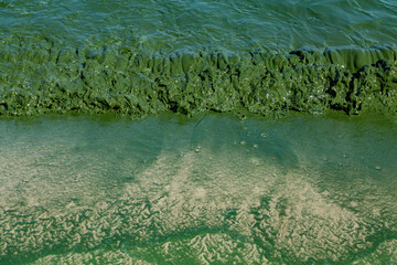 Algal bloom in water of Dnieper river in Ukraine. Green color of water caused by a rapid increase or accumulation of algae. Ecological disaster.