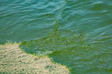 Algal bloom in water of Dnieper river in Ukraine. Green color of water caused by a rapid increase or accumulation of algae. Ecological disaster.