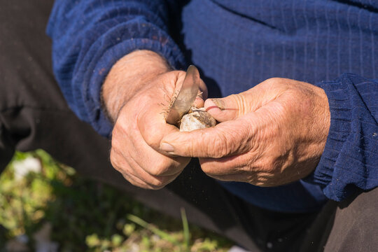 Senior Farmer Garlic
