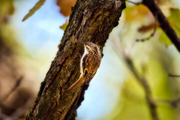 Fototapeta premium Bird in the trunk