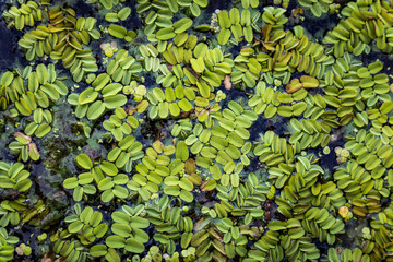 Floating aquatic fern Salvinia natans known as floating watermoss, floating moss, or Water Butterfly Wings on water surface in Dnieper river, Ukraine.