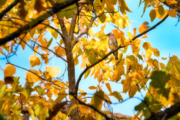 autumn leaves in the sky