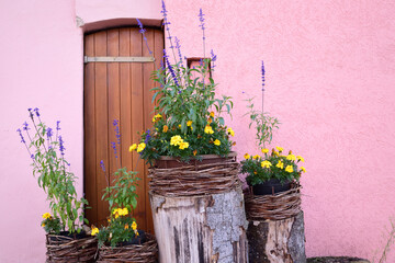Detail of a pink facade of an old, historic house with a narrow wooden door. Tree trunks with flower pots and yellow flowers stand in front of the facade