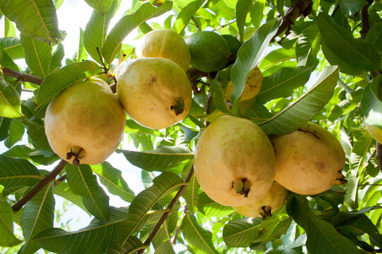 cacho de goiaba madura no p&eacute; de goiabeira visto de baixo