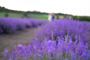 Obraz premium Photo of lavender close-up in blur bokeh. Close up of lavender blue flowers.