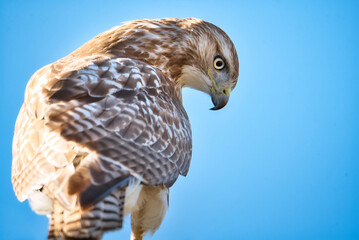 red tailed hawk