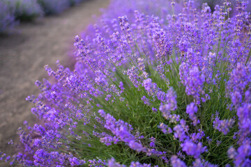 Photo of lavender close-up in blur bokeh. Close up of lavender blue flowers.