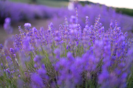 Photo of lavender close-up in blur bokeh. Close up of lavender blue flowers.