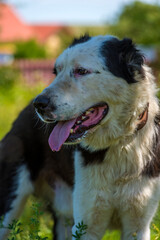 black and white dog Alabai among the grass