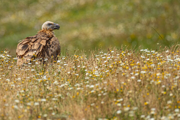 Griffon vulture on the ground (Gyps fulvus) close up
