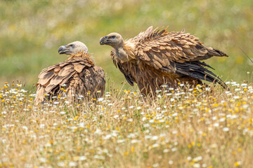 Griffon vulture on the ground (Gyps fulvus) close up