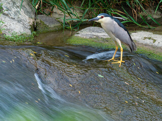 Black-crowned night heron (Nycticorax nycticorax) in the river