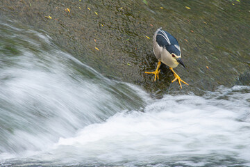 Black-crowned night heron (Nycticorax nycticorax) in the river