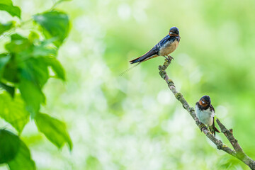 Adult barn swallow (Hirundo rustica) feeding young swallows