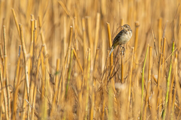 A young yellow wagtail (Motacilla flava)