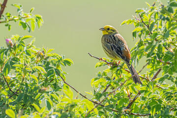 A yellowhammer (Emberiza citrinella) singing