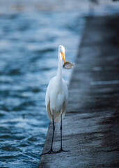 great white heron