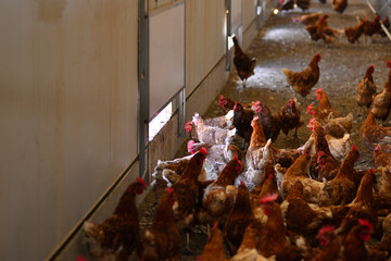 Gallus gallus domesticus or homemade egg laying hen on farm