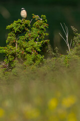 A male red-backed shrike (Lanius collurio)