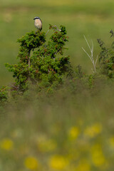 A male red-backed shrike (Lanius collurio)