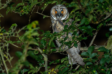 A long eared owl (Asio otus)